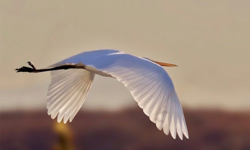 Birdlife heron Steven Howard