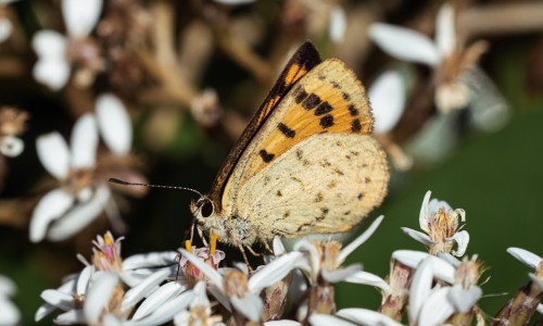 Common copper resting