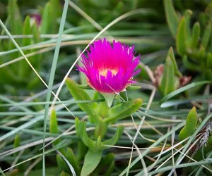 The ice plant (Carpobrotus edulis) is long-lived and is a common sight around some parts of Te Waihora