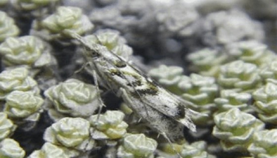 Kupea electilis 