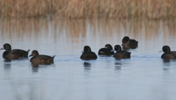 Papango Scaup Ahuriri