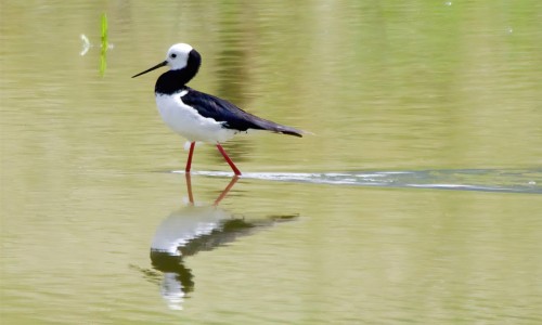 Pied stilt Steven Howard