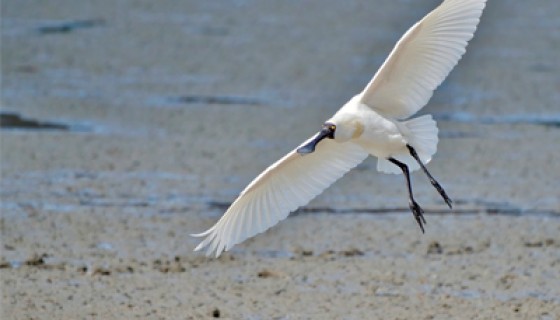 Royal spoonbill Steven Howard