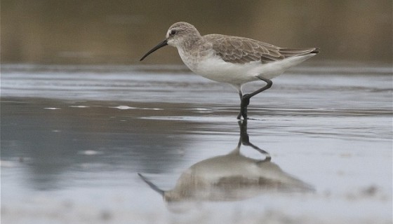 Curlew sandpiper steve attwood