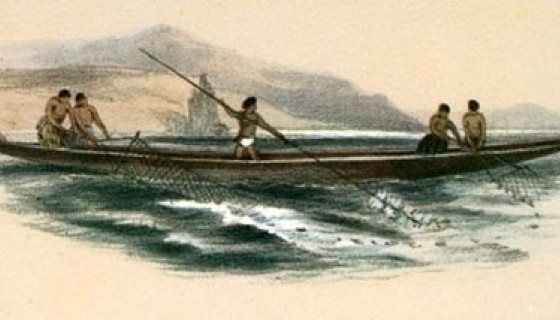 Angas 1847 Koaro