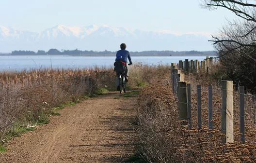 A person cycling along the Little River Rail Trail, with Te Waihora/Lake Ellesmere in the background