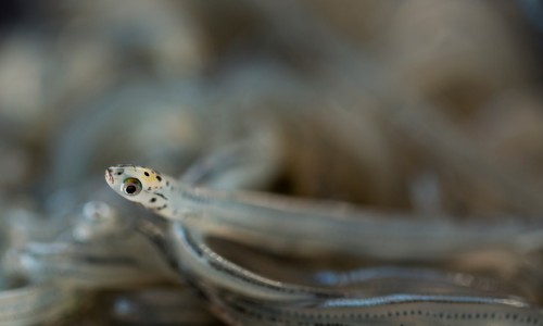 Whitebait