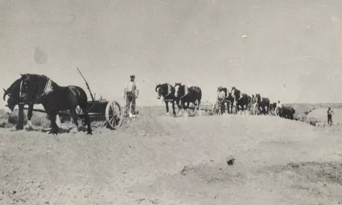 Horse cart Te Waihora