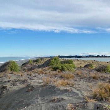 Kaitōrete is home to a number of native species, some of which are only found at this site - Photo credit: PFBP