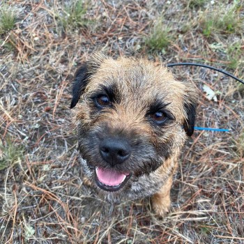 The programme’s hedgehog conservation dog, Nightshade - Photo credit: PFBP