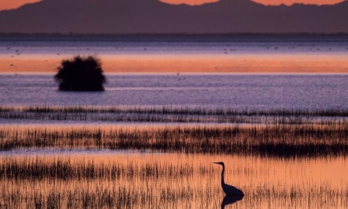 Te Waihora sunset Heron