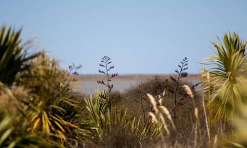 Te Waihora_flax