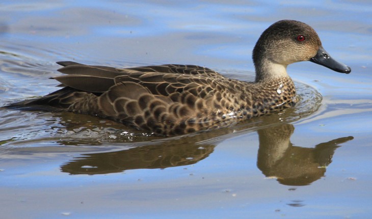 Tete/grey teal - photo by: Peter Langlands - Wild Capture