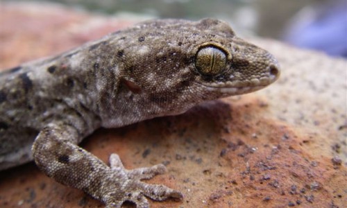 Canterbury gecko 