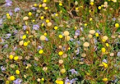 Bachelor's buttons (Cotula coronopifolia)
