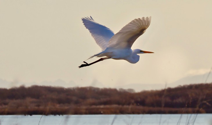 Kōtuku/white heron