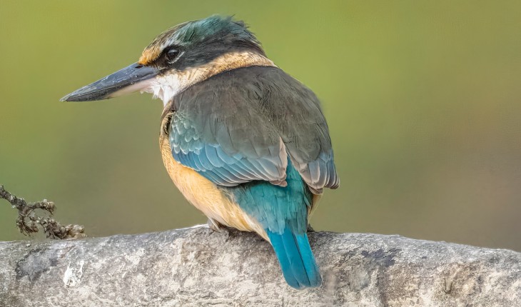 Kōtare/kingfisher