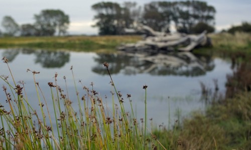 Lakeshore vegetation