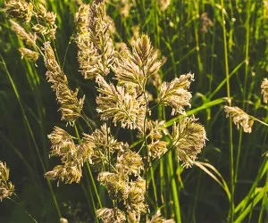 reed canary grass