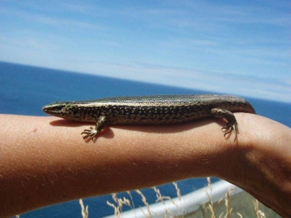 Spotted Skink