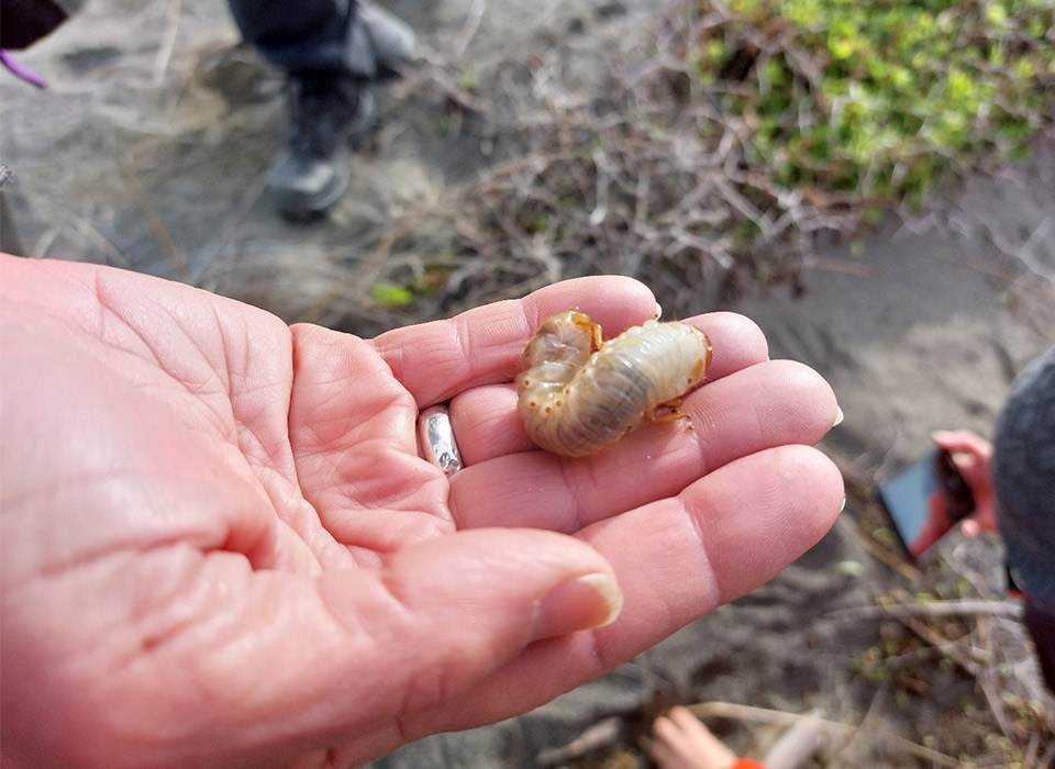 A hand holding a small grey bug