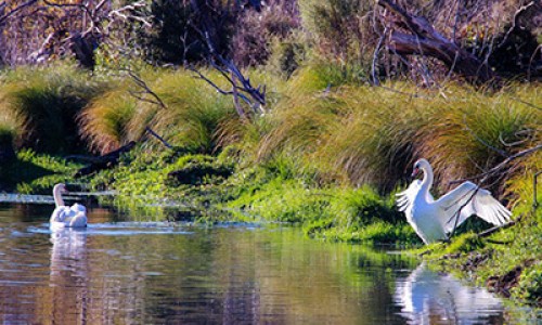 Mute Swans Tarerekautuku Yarrs Lagoon tile