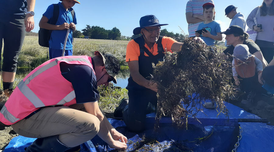 Whakaweku, also known as koere or taruke (pictured), is a traditional mātauranga Māori trapping method for capturing kēkēwai (freshwater crayfish).