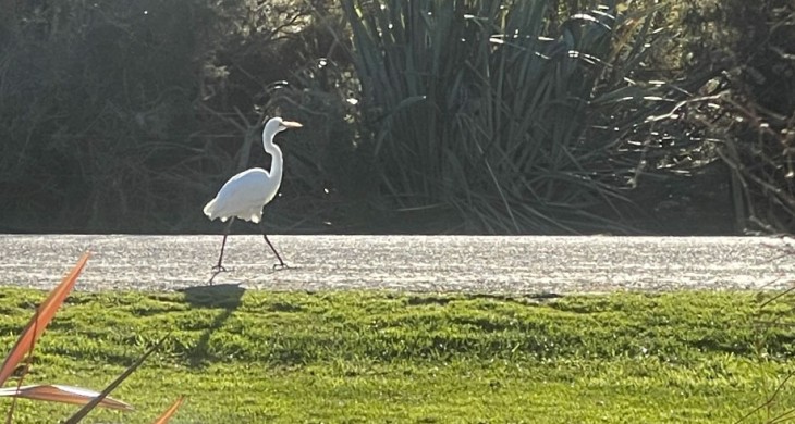 Kotuku heron