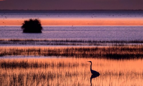 Te Waihora at dusk