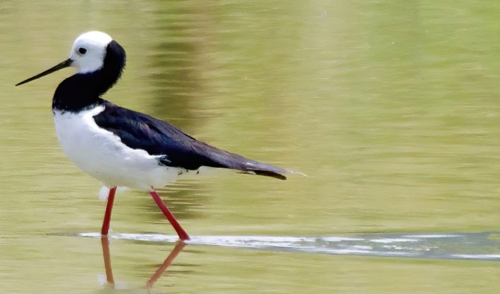 Poaka/pied stilt