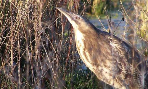 bittern hatuma hero